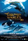 Delfíni a velryby 3D: Tuláci oceánů