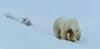 Medvíďata na sněhu
